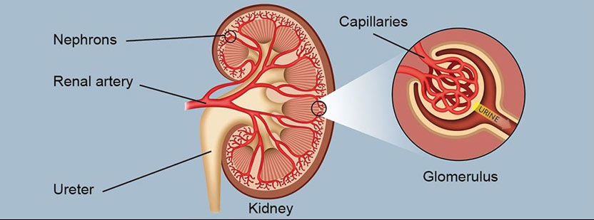 Kidney